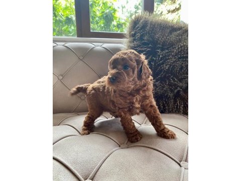 Ev ortamından red brown tam toy poodle bebekler