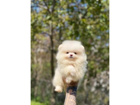 2.5 aylık orijinal pomeranian boo yavrular