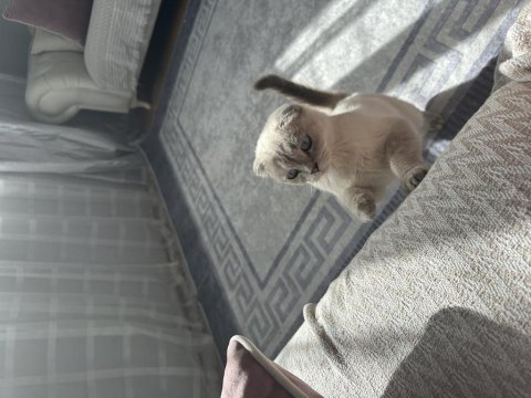 5 aylık dişi scottish fold çiftleşmeye hazır