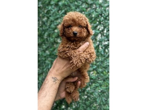 Red brown erkek toy boyda 3 aylık 2 karma aşılı poodle