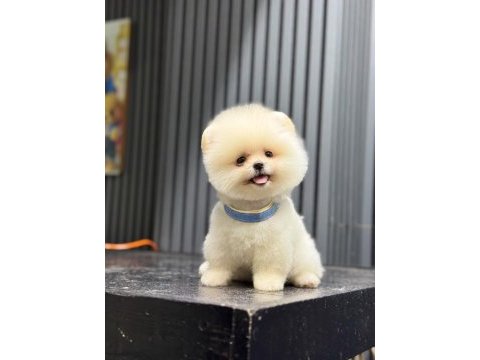 Sağlık ve ırk garantili pomeranian köpeği