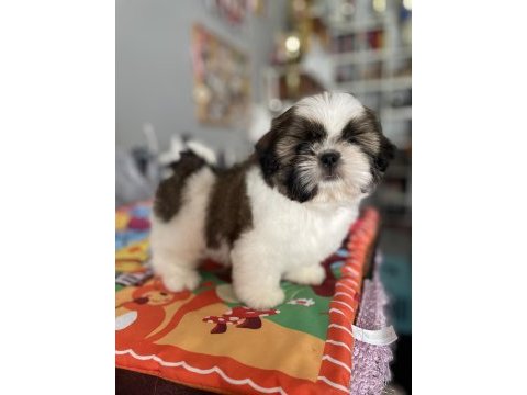 Teacup shih tzu