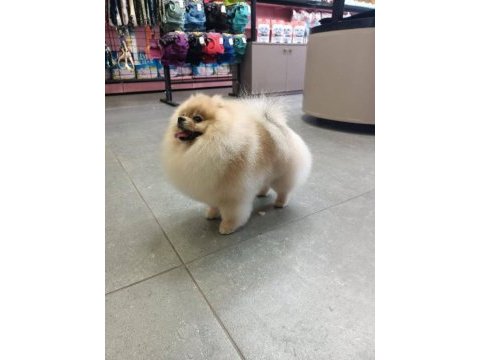 Pomeranian eşleşme ilanıdır