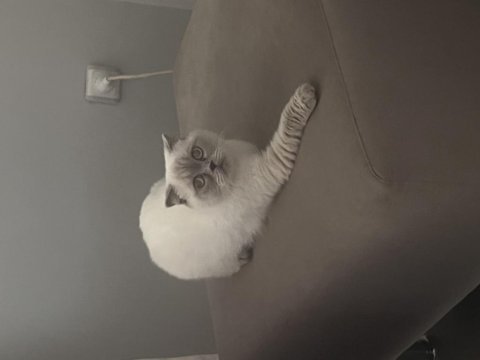 Pamuk scottish fold kızımıza yuva arıyoruz