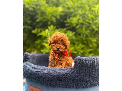 Safkan toy poodle bebekler