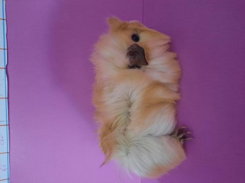 Erkek ginepig yavrumuz