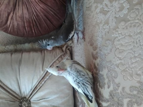 Bebek sultan papağanları yeni sahiplerini bekliyor