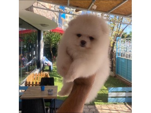 Kartopu pomeranian dişi yavrumuz