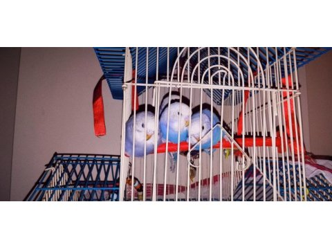Muhabbet kuşu hepsi bebek 3 haftalık evimde büyüttüm