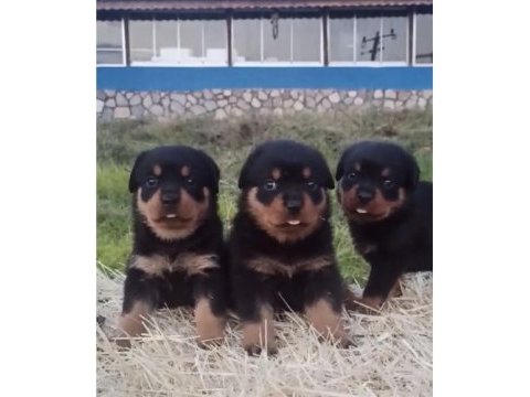 Orj macar yurt dışı üretim rottweiler yavrularımız
