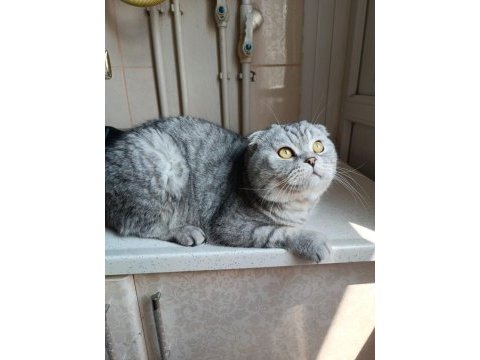 4 yaşında akıllı eğitimli scottish fold