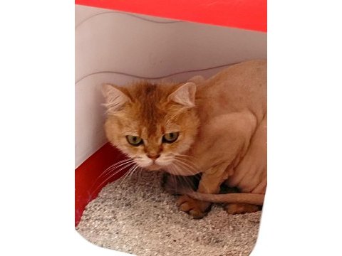 Golden dişi 2 yaşında kedimiz