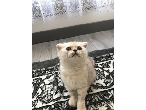 Scottish fold erkek kedimiz