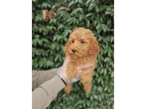 Irk ve sağlık garanti poodle yavrularımız