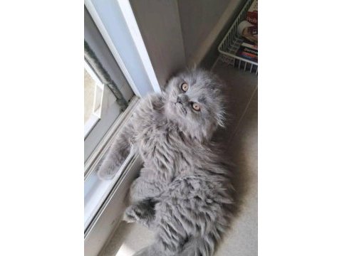Safkan a kalite 1,5 aylık paspas british longhair erkeğim