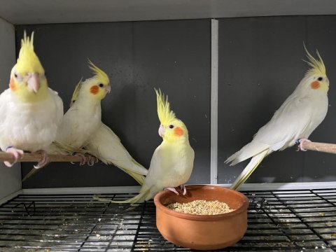 Yeni yem kıran yavru sultan papağanı ve yetişkin