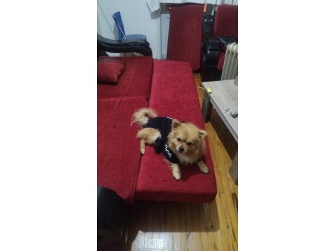 Shiba inu mix breeds köpeğimiz