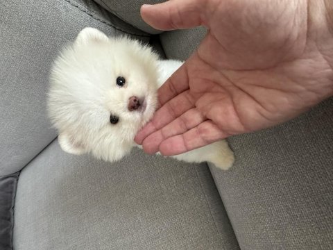 2 aylık yavru pomeranian
