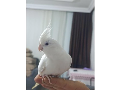 Albino sultan papağanı
