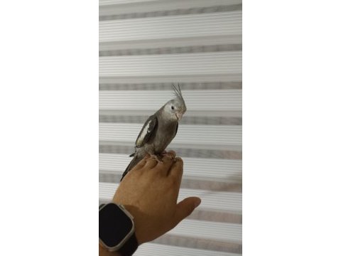 Erkek konuşur vaziyette sultan papağanı grey