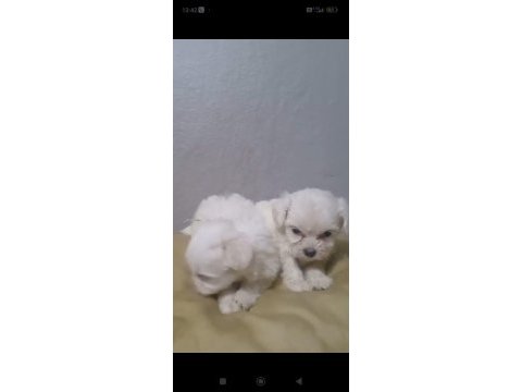 Terrier köpeği yavrularımız