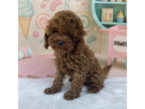 Premium toy poodle yavruları