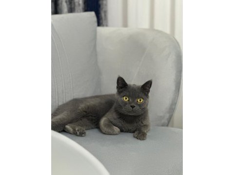Safkan british shorthair 8 aylık dişi