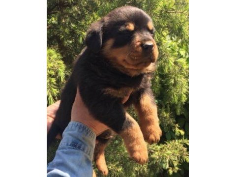 Irk ve sağlık garantili rottweiler yavruları