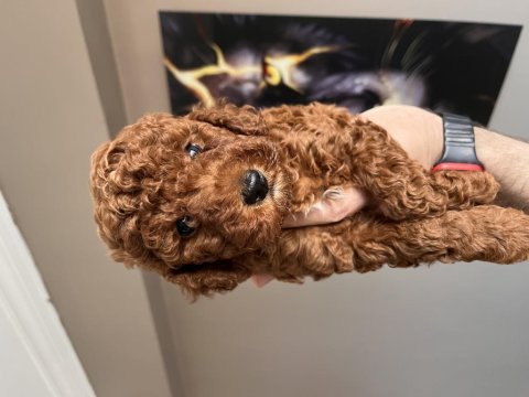 Orjinal toy poodle red brown kore kan
