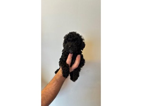 Orjinal siyah toy poodle