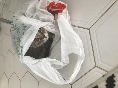 Scottish fold kedimiz 3 aylık erkek