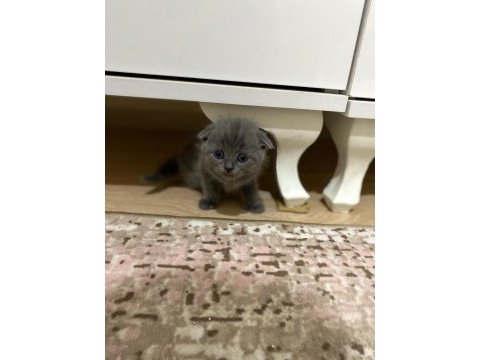 Safkan scottish fold yavrum yeni yuvasını arıyor