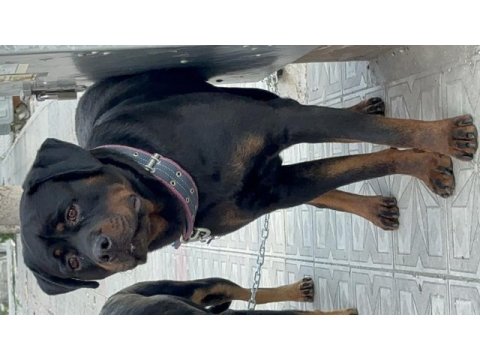 Yetişkin rottweiler