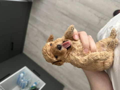 20 günlük toy poodle yavruları