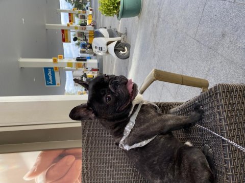 French bulldog erkek