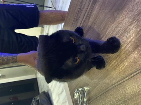 Uygun fiyatlı 7 aylık erkek scottish fold