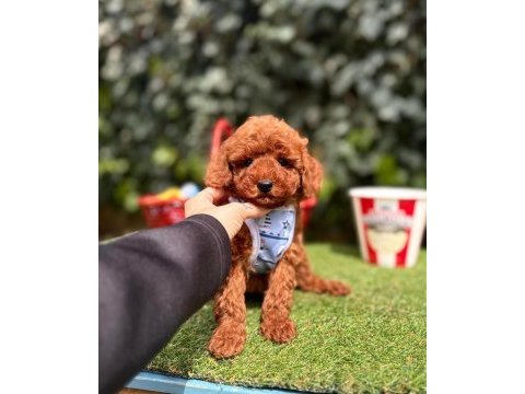 Safkan toy poodle yavrular