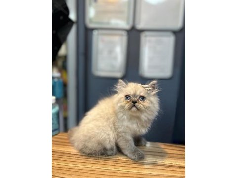 Sevecen scottish fold kediler