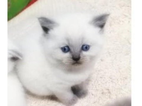 Safkan mavigöz blue point british shorthair