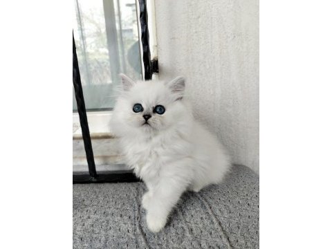 Pamuk prenses british longhair kedimiz