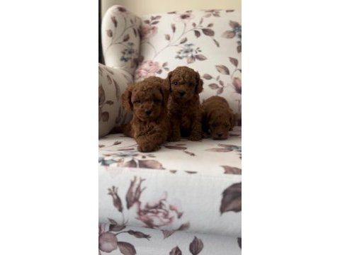 Orjinal toy poodle bebekler safkan anne altından