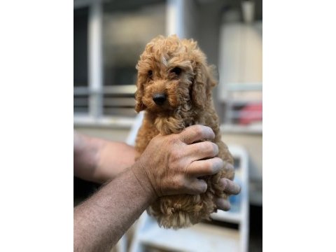 Sağlık ırk garantili toy poodle