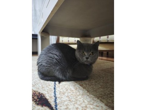 5 yaşında dişi british shorthair