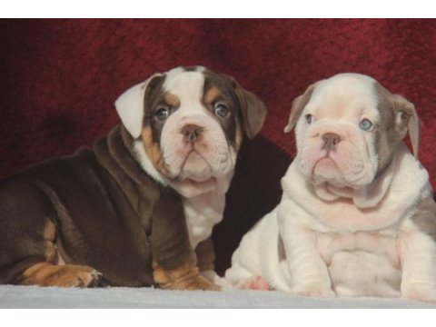 Çikolata ingiliz bulldog yavrular