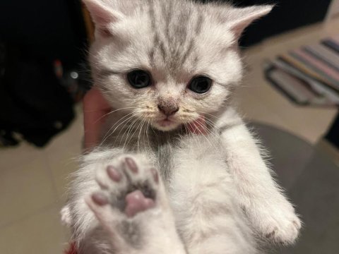 Yavru kedimiz yeni ailesini arıyor ücretsiz