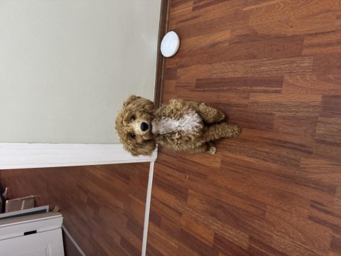 Güzel maltipoo kızımız izmir