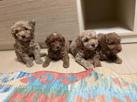 Orijinal toy poodle sağlık garantili ev doğumlu