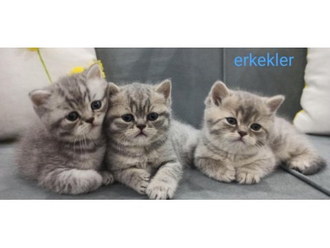 Uyguna british shorthair vereceğim