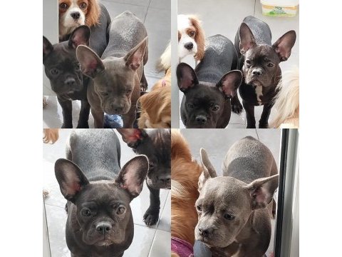 Yavurlarımız yeni yuva arıyor french bulldog