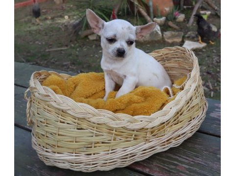 Chihuahua dişi yavru elma kafa küt burun